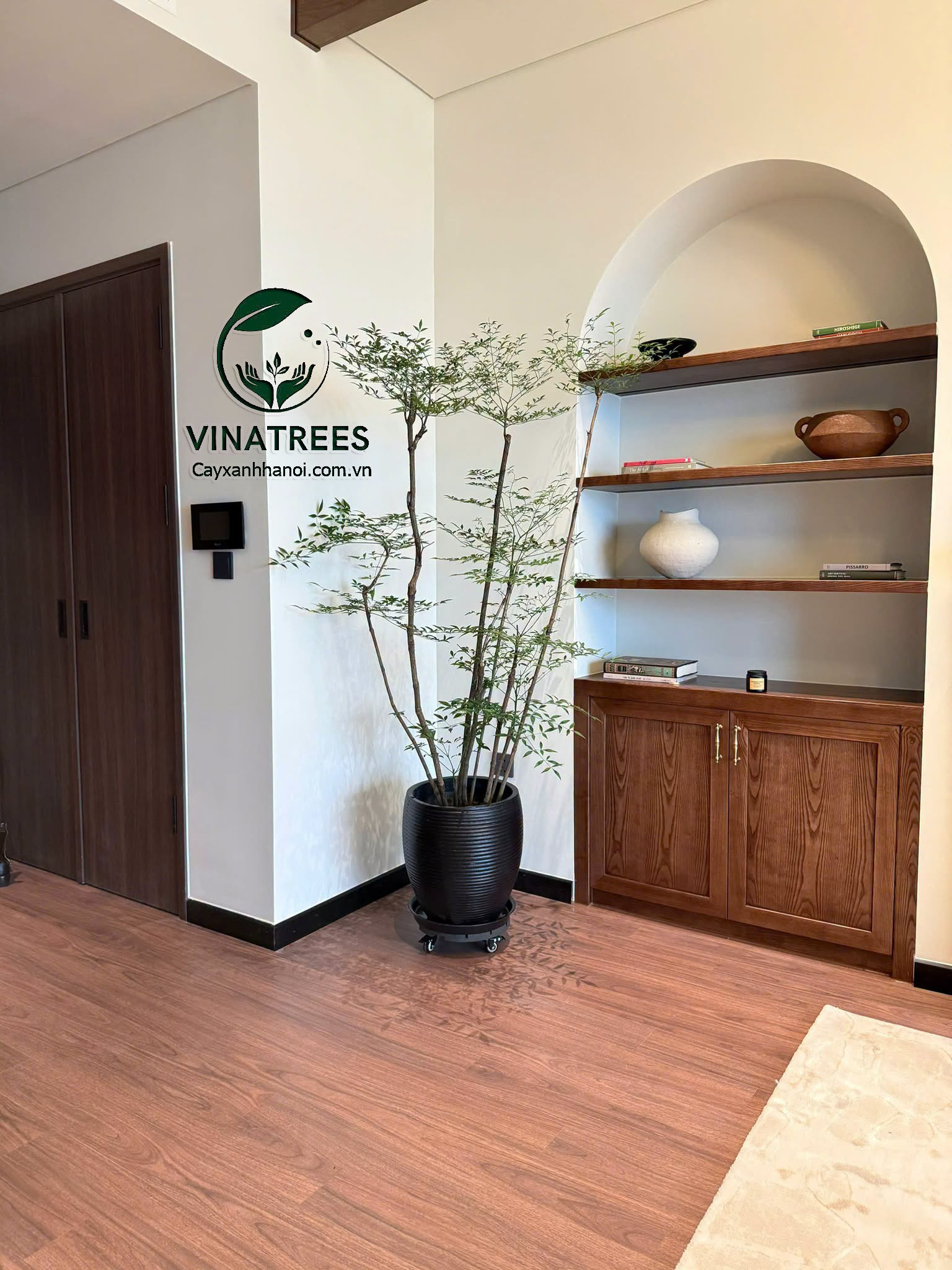 Cây Xanh Hà Nội Vinatrees bán và cho thuê cây cảnh cây nam thiên trúc tại Hà Nội